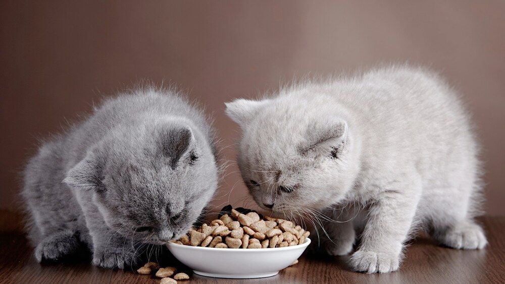 Kaip išsirinkti maistą katėms?